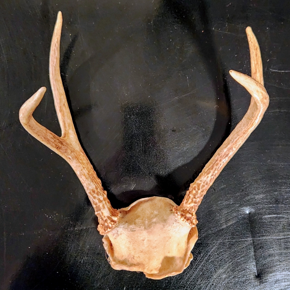 Deer Antlers